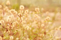 Flores silvestres delicadas em um prado iluminado pelo sol