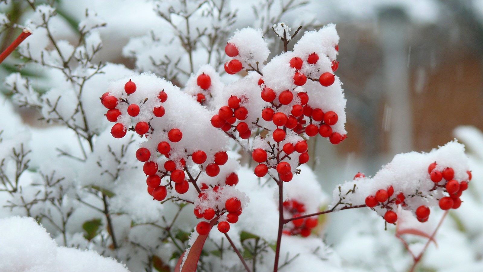 winter, snow, freezing, flora, blossom wallpaper