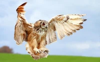 owl, bird of prey, wing, beak, wildlife wallpaper