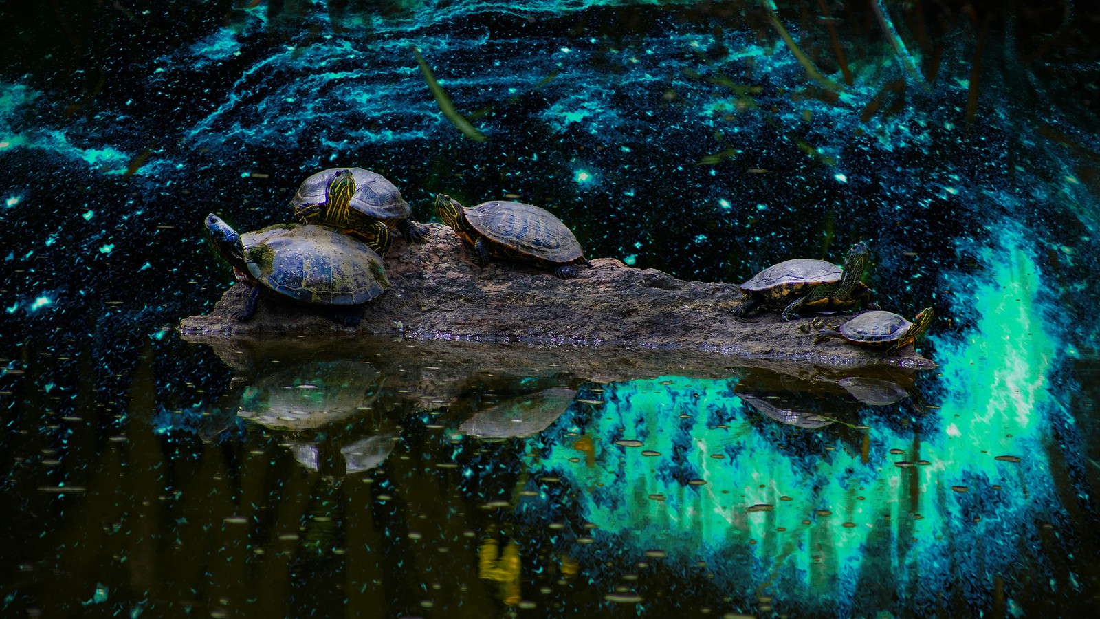 Turtles on a log in a pond with a green glow (water, pond, liquid, fluid, reptile)