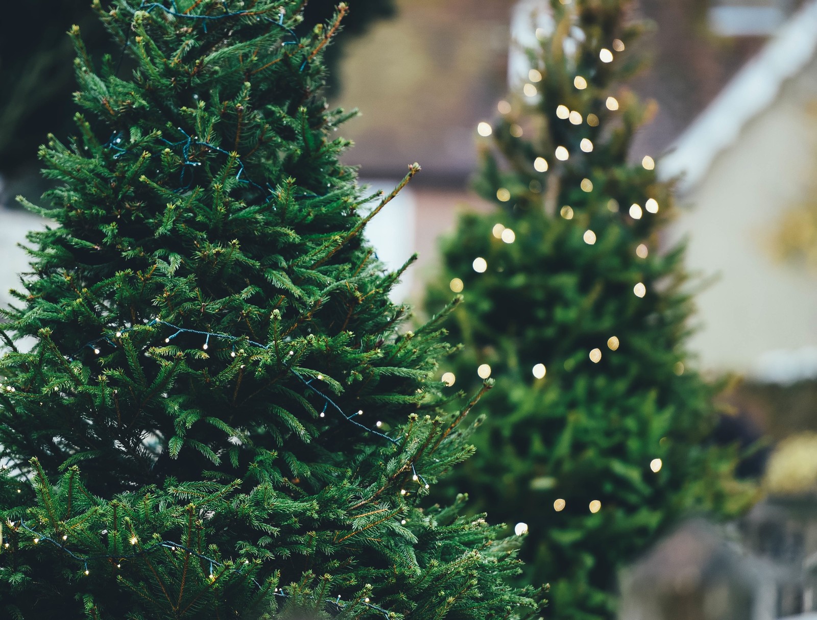 Es gibt zwei weihnachtsbäume, die draußen im garten stehen (weihnachtsbaum, weihnachtstag, baum, kiefer, feiertag)