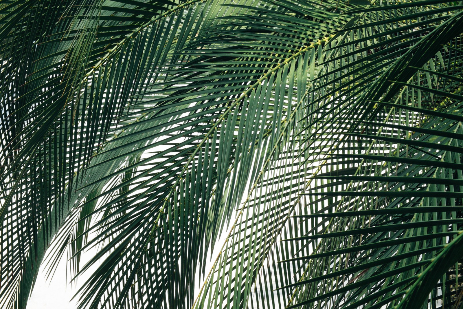 pattern, leaf, plant, palm tree, line wallpaper