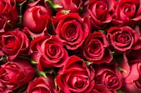 Roses rouges vibrantes en pleine floraison