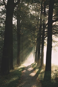 Morgensonnenlicht, das durch einen ruhigen Waldweg filtert