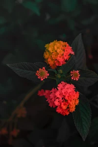 Planta floreciente vibrante roja y rosa con hojas verdes exuberantes