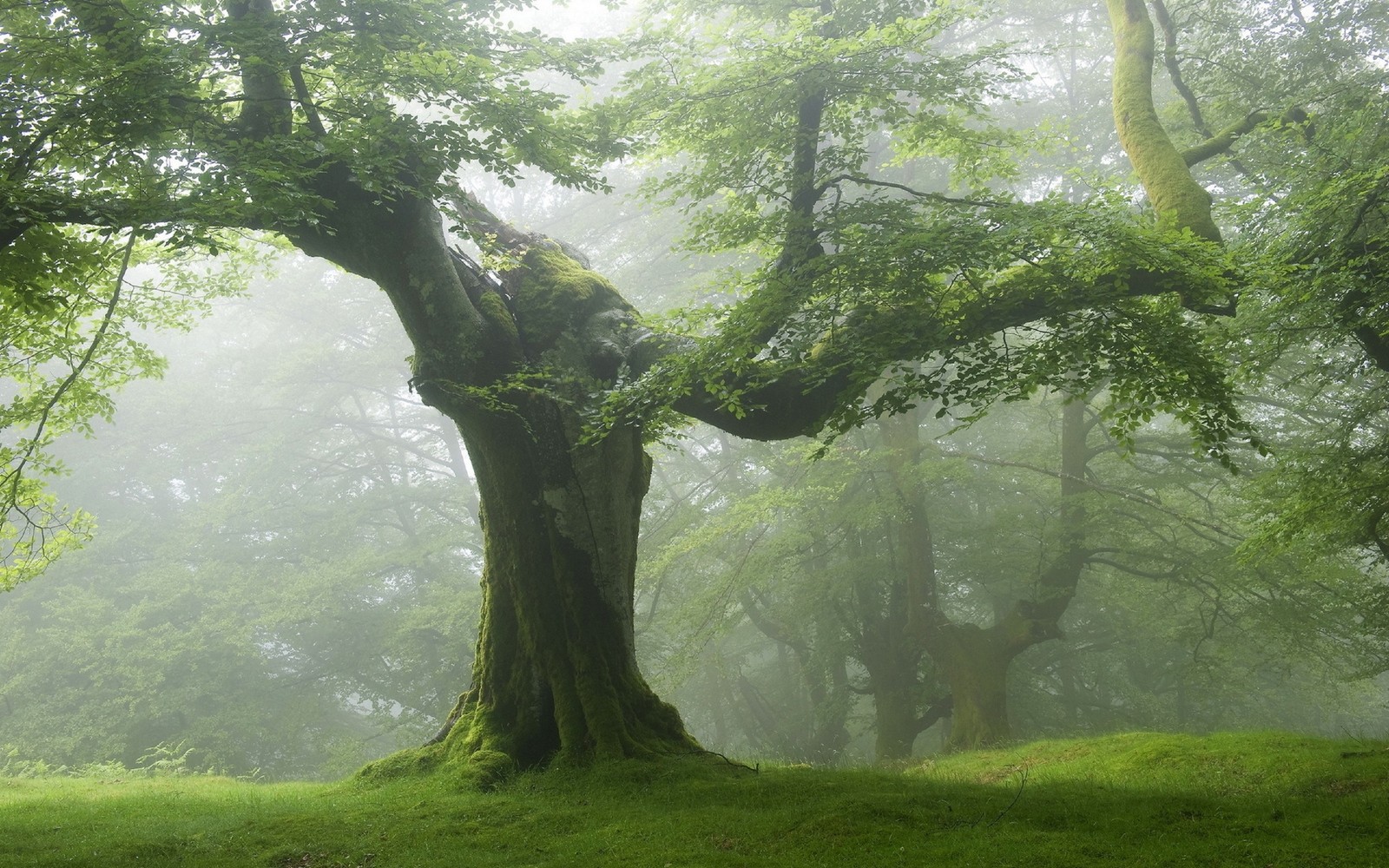 A close up of a tree in a foggy forest (tree, forest, nature, green, woodland)