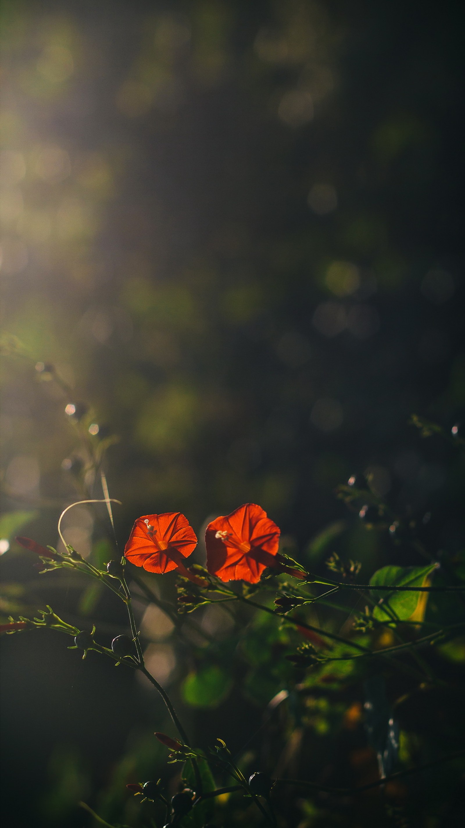 Hay dos flores rojas que crecen en un árbol (otoño, ave, mariposas, mariposa, flor)