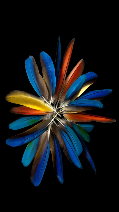 Vibrant Feather Arrangement on Black Background