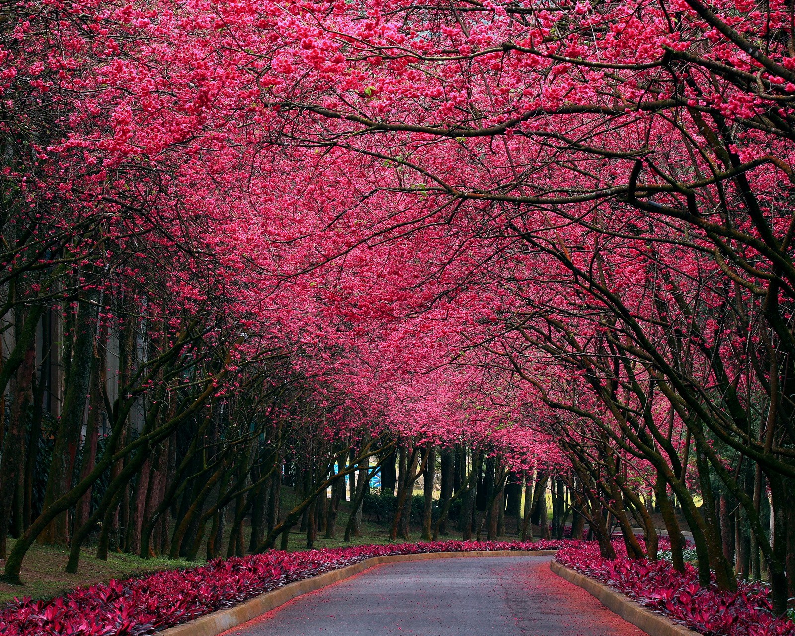 Una vista de un camino flanqueado por árboles y flores rosas (hermoso, flores, hd, naturaleza, rosa)