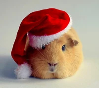 christmas, guinea, pig, santa