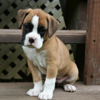 Adorable puppy with a playful expression and distinctive brown and white markings.