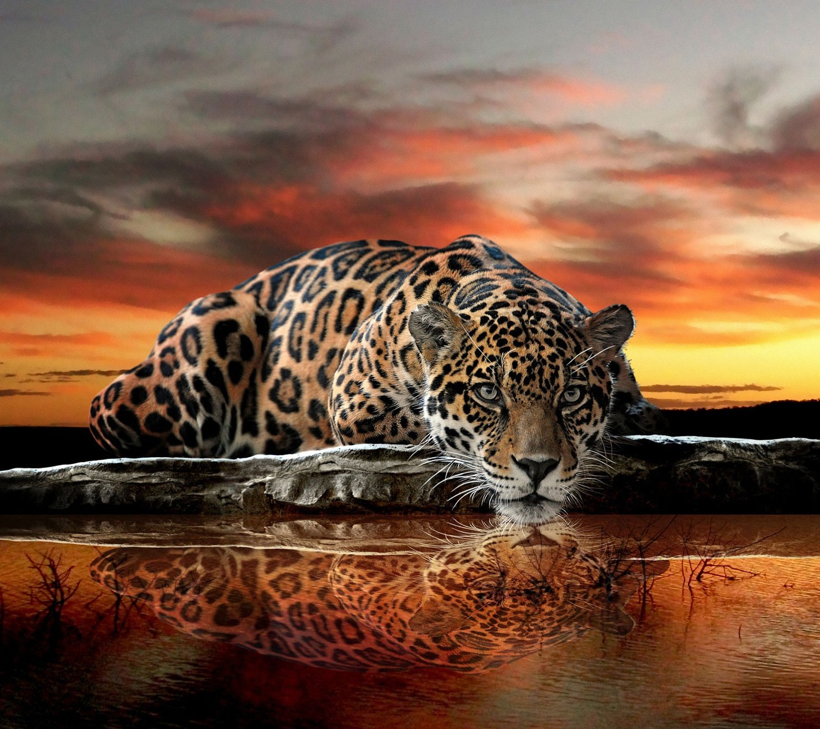 Descargar fondo de pantalla cat, jaguar, cielo, manchas, atardecer