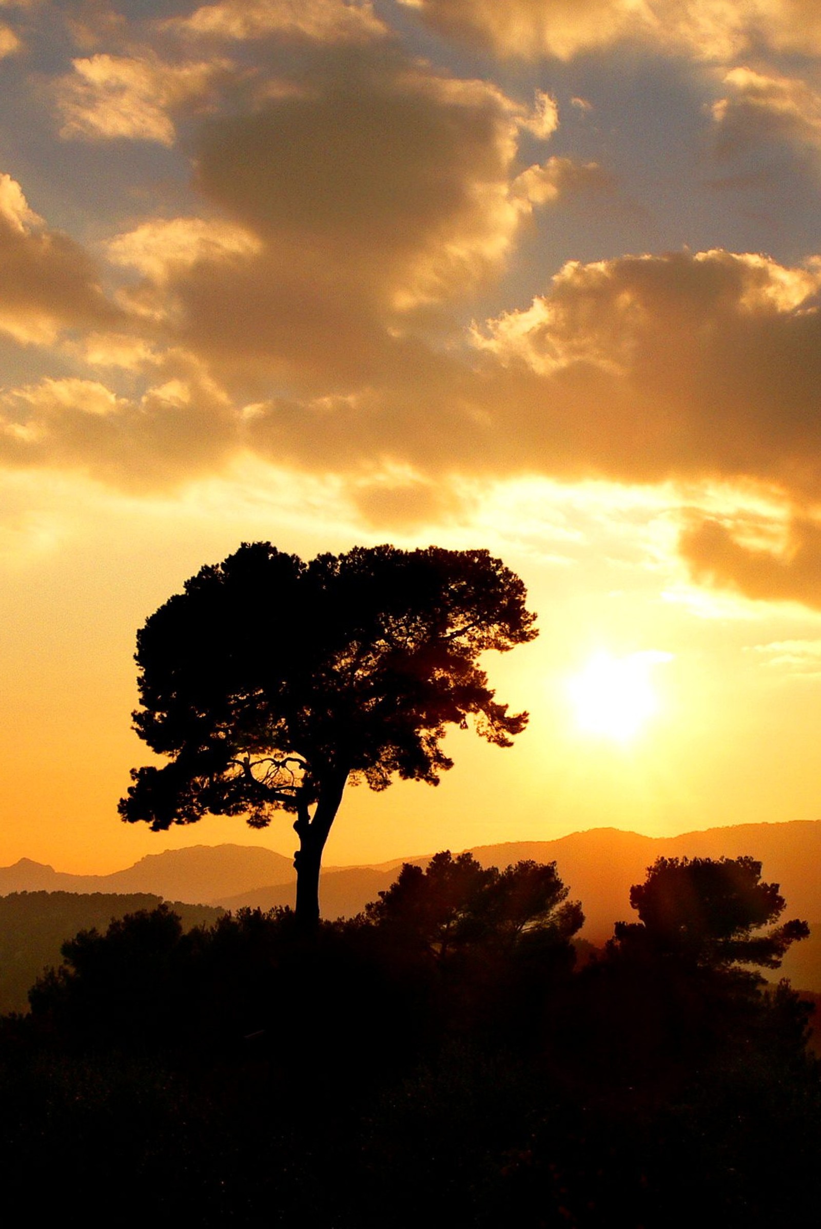 Coucher de soleil avec un arbre solitaire au premier plan et une montagne en arrière-plan (anime, génial, folle, forêt, drôle)