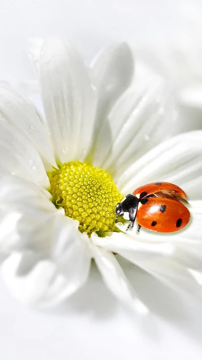 Coccinelle délicate sur fleur de camomille