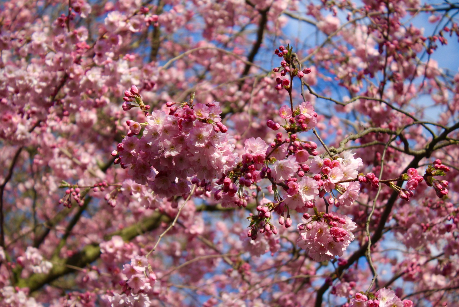 Un primer plano de un árbol con flores rosas y un cielo azul (árbol, flores, naturaleza, rosa, tres)