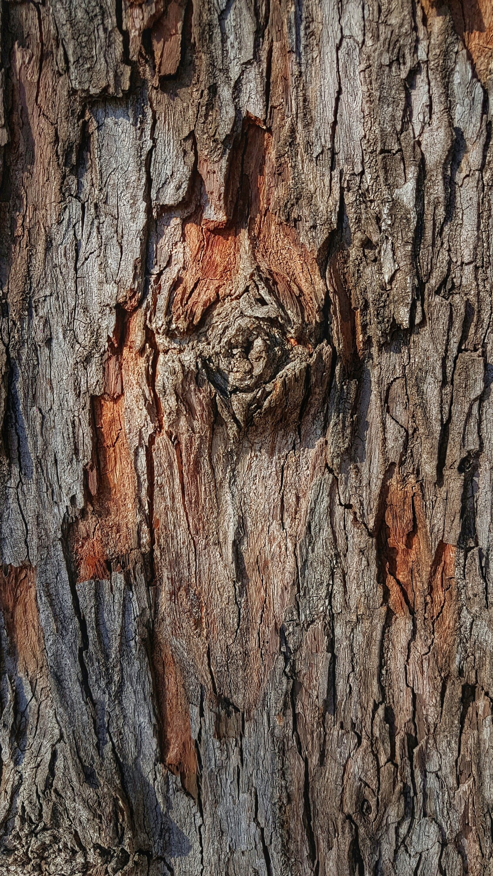 Tronco de árvore com um rosto esculpido (marrom, natureza, foto, árvore, papel de parede)