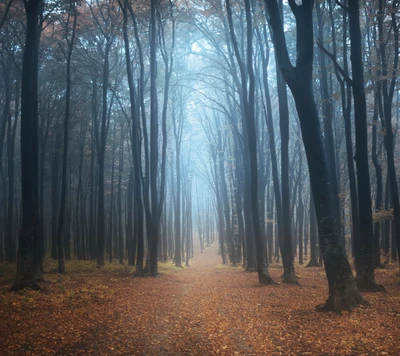 Misty Autumn Forest Pathway Amidst Colorful Leaves