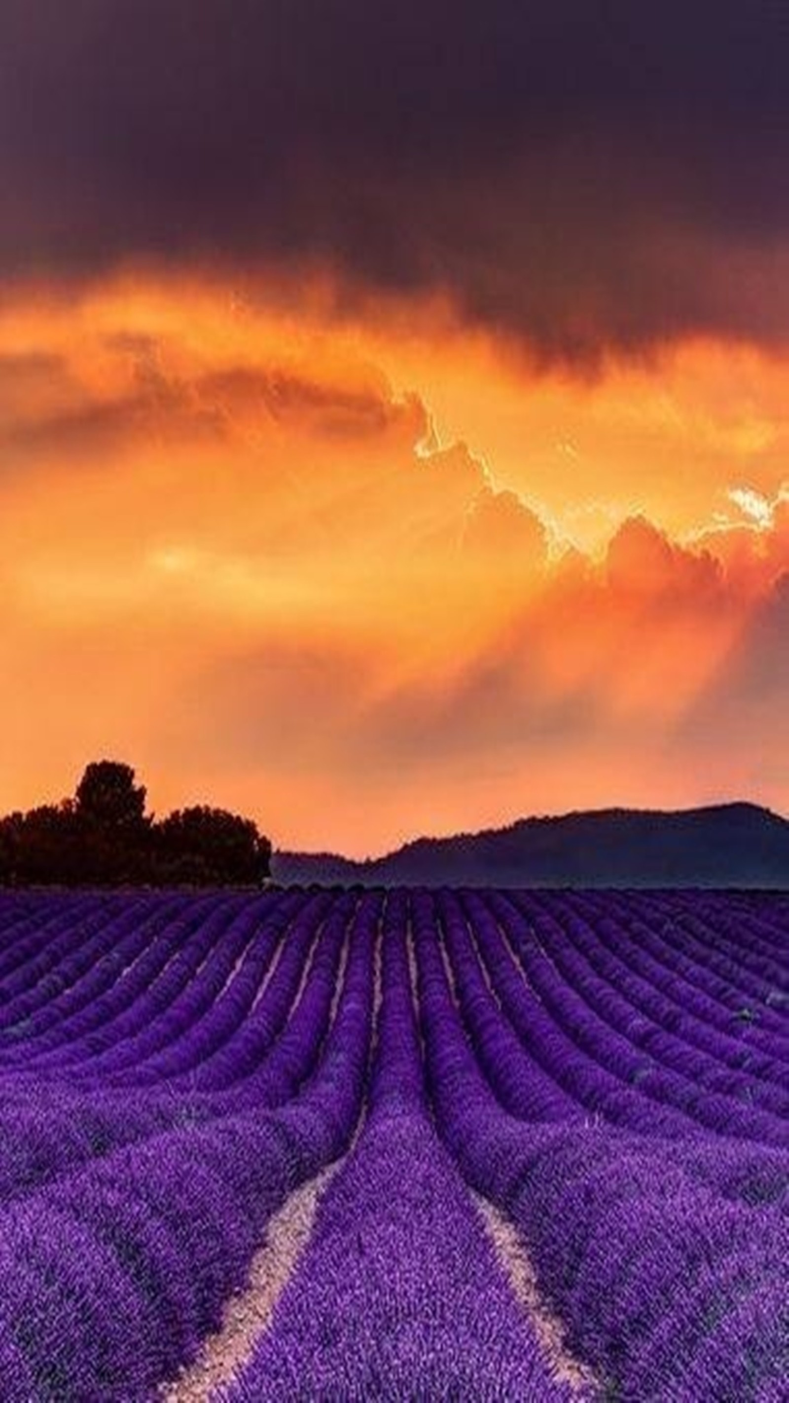 Campo de lavanda ao pôr do sol com um céu dramático (paisagem, paraíso)