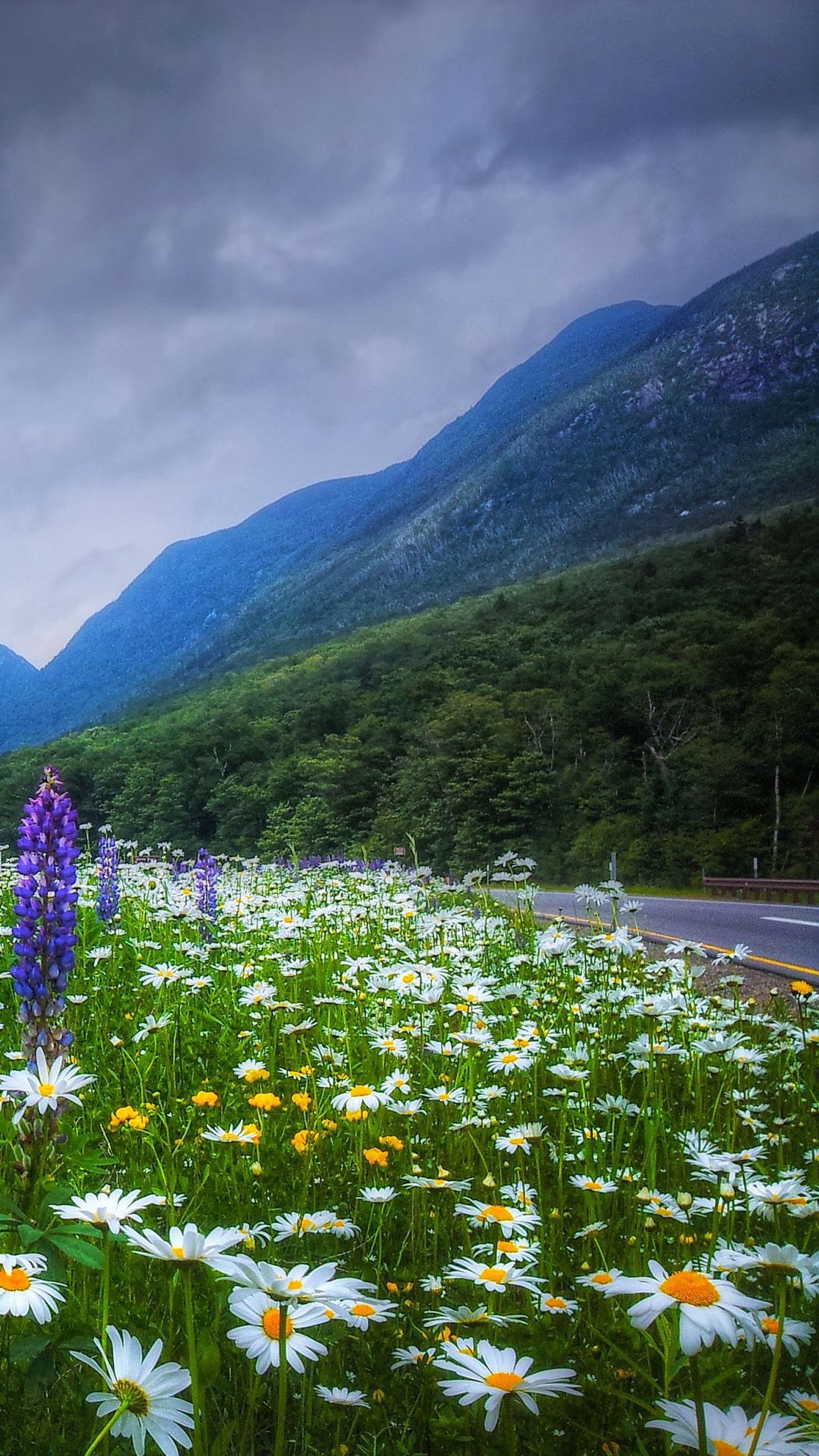 Lade blumen, franconia notch, new hampshire, staatspark, usa Hintergrund herunter