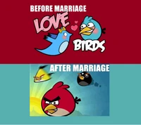 Pájaros del amor vs. pájaros enojados: una mirada humorística al matrimonio