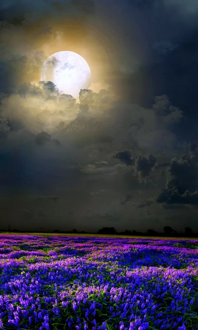 field, flowers, light, moonlight, nature