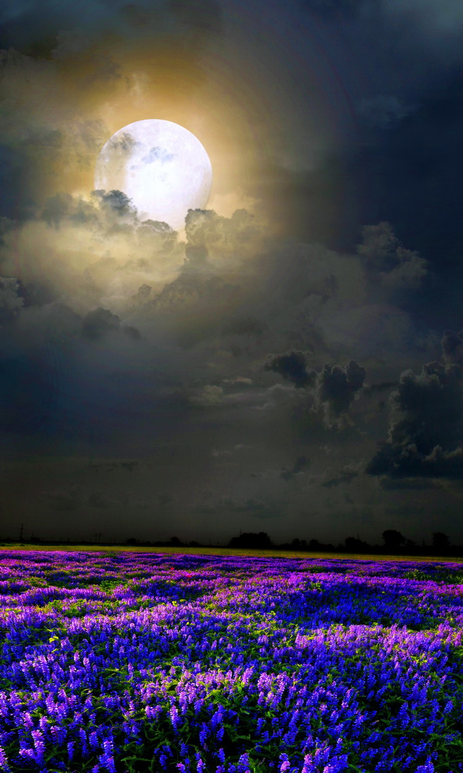 Um campo de flores roxas sob a lua cheia (campo, flores, luz, luz do luar, natureza)