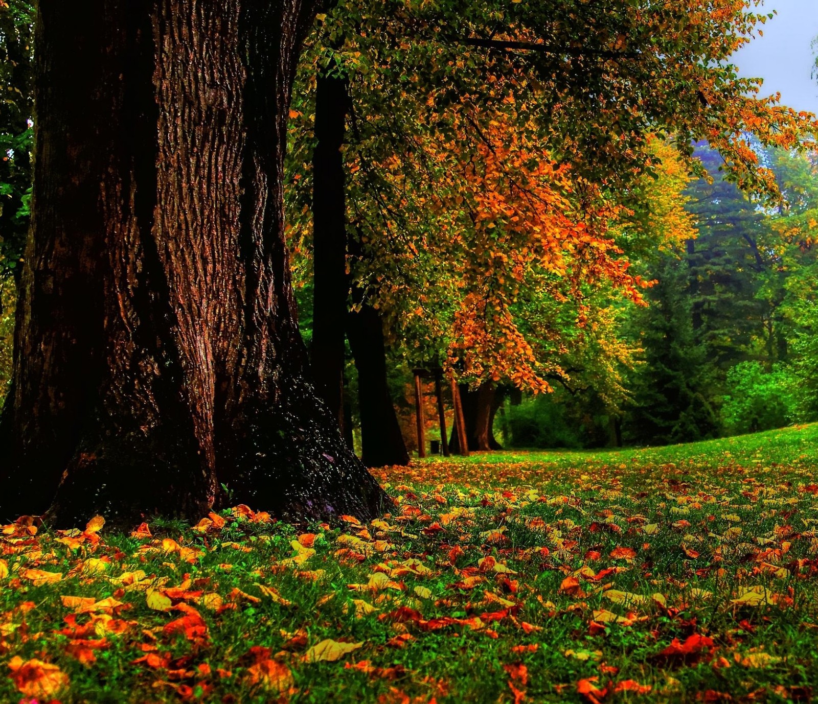 Trees with orange leaves on them in a park with a bench (autumn, landscape, nature, trees)