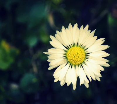 flor, macro, natureza