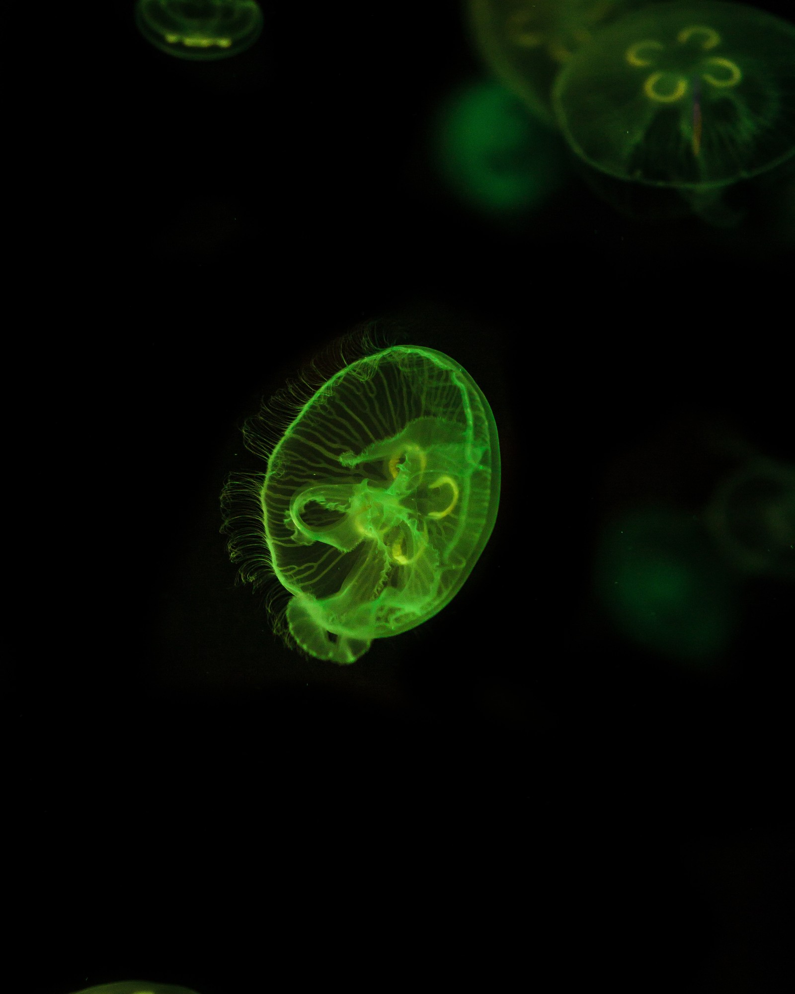 Jellyfishs floating in the dark with green lights on them (green, jellyfish, cnidaria, marine invertebrates, water)