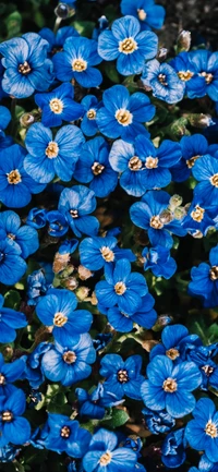 Cobertura do solo com flores azuis vibrantes e pétalas delicadas