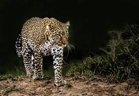 Léopard majestueux naviguant furtivement dans son habitat naturel