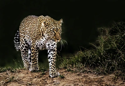 Leopardo majestoso navegando furtivamente seu habitat natural