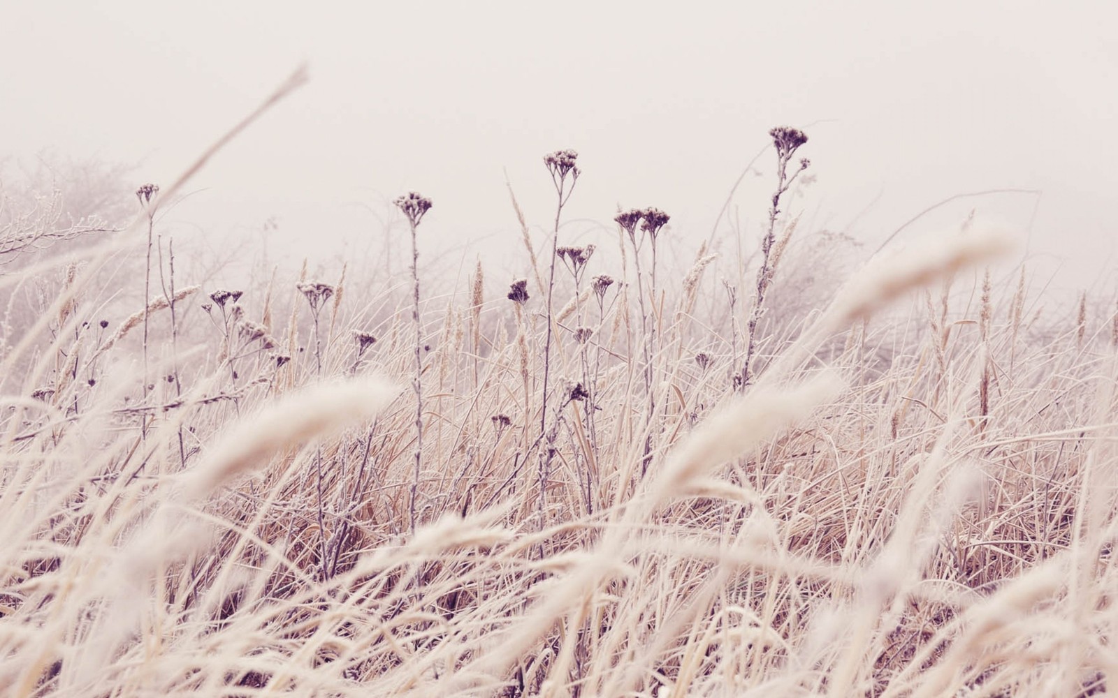 There is a field of tall grass with a red fire hydrant in the background (winter, grass, plant, grass family, flower)