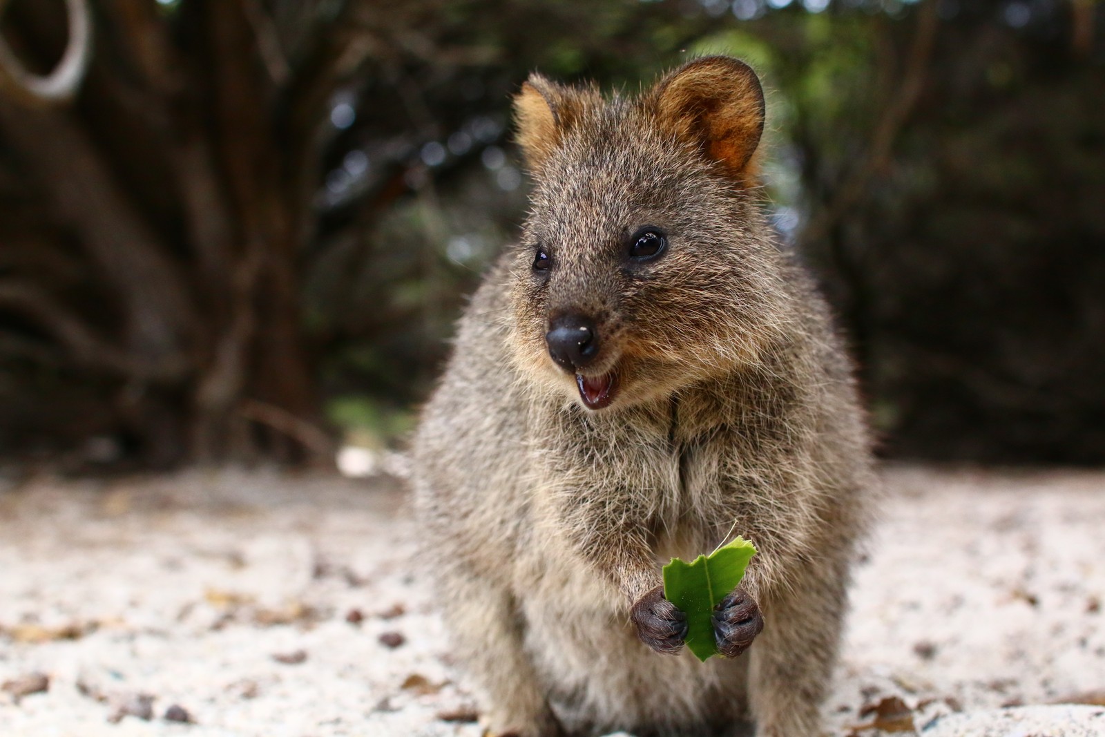 Há um pequeno animal que está em pé no chão (fofura, fauna, animal terrestre, marsupial, focinho)