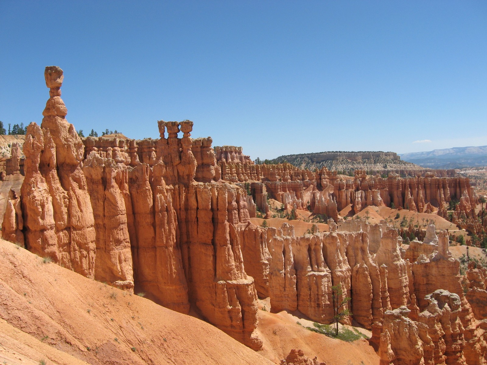 Araffes in the canyon are standing on the edge of the cliff (bryce canyon national park, bryce canyon city, zion national park, arches national park, grand canyon)