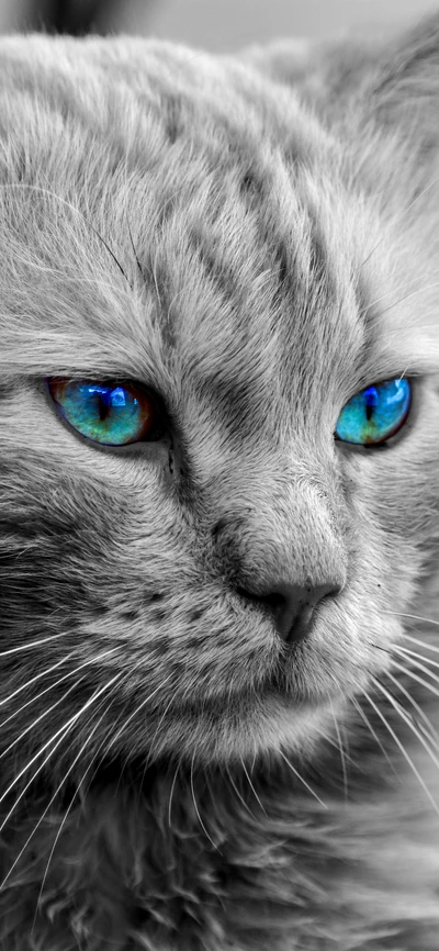 Primer plano de un gato gris con llamativos ojos azules y naranjas, con bigotes intrincados y pelaje suave.