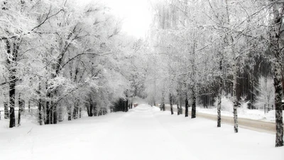 Caminho de inverno sereno através de árvores cobertas de geada