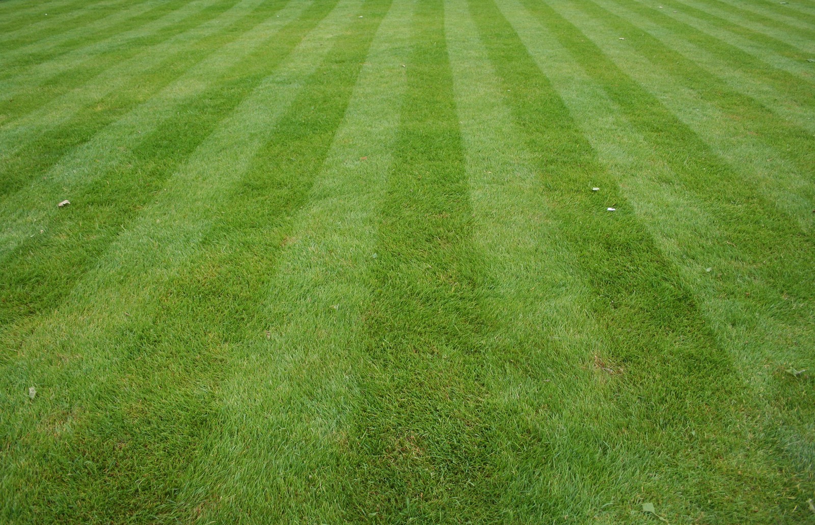 Primer plano de un césped verde con algunas líneas de hierba (cesped, césped artificial, hierba, verde, pasto)