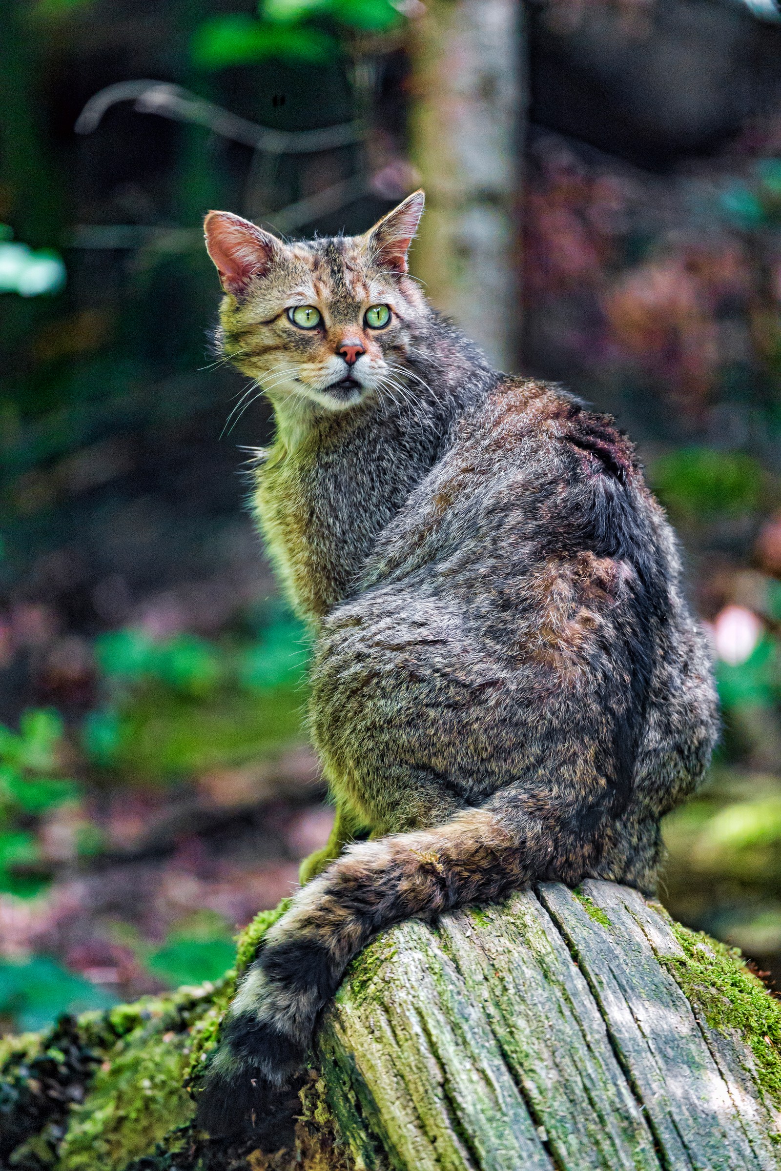 Il y a un chat assis sur une souche d'arbre dans les bois (chat sauvage, chaton, chat, faune, animal)