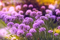 Flores moradas vibrantes en un jardín de flores de primavera