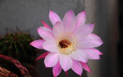 Vibrant Pink Flower with Delicate Petals and Central Stamen