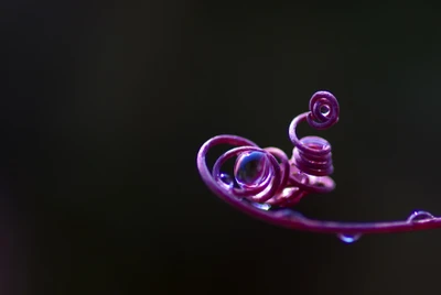 Delicadas vides rosas y moradas adornadas con gotas de agua