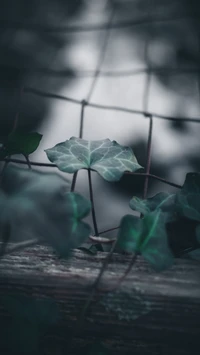 Green Ivy Leaf Clinging to a Rustic Fence