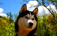 Husky siberiano majestoso com olhos azuis penetrantes contra um vibrante fundo natural.