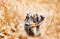 Un cachorro curioso asomándose a través de helechos dorados en el paisaje otoñal.