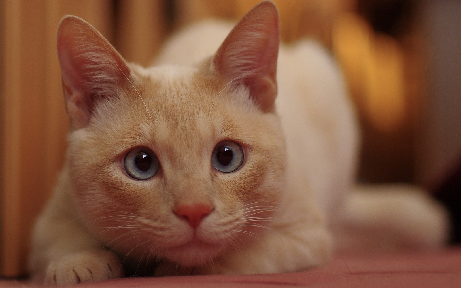 Eine katze liegt auf dem boden (nase, savannah katze, perserkatze)