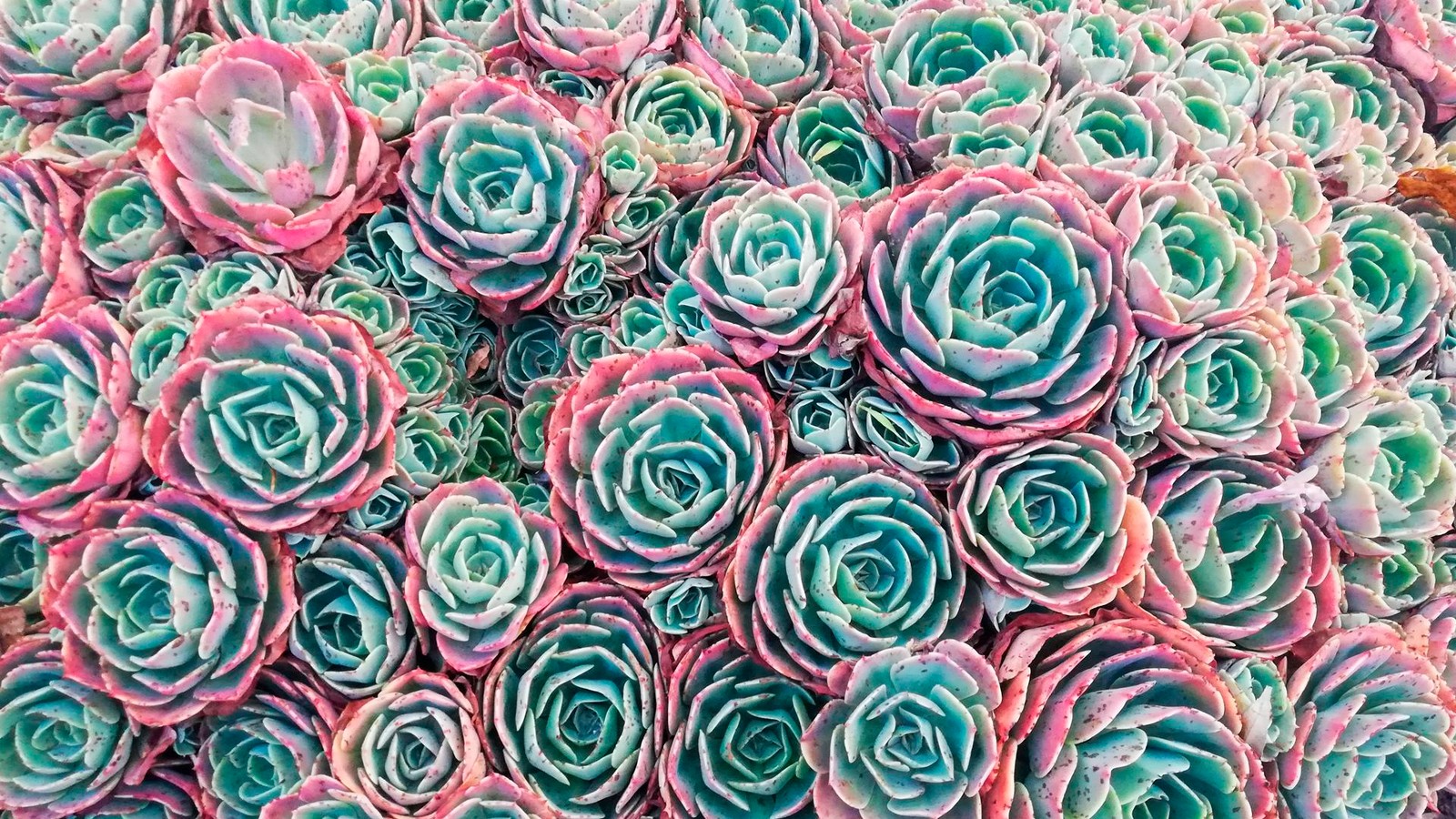 Descargar fondo de pantalla rosas de jardín, flor, pétalo, verde, textil