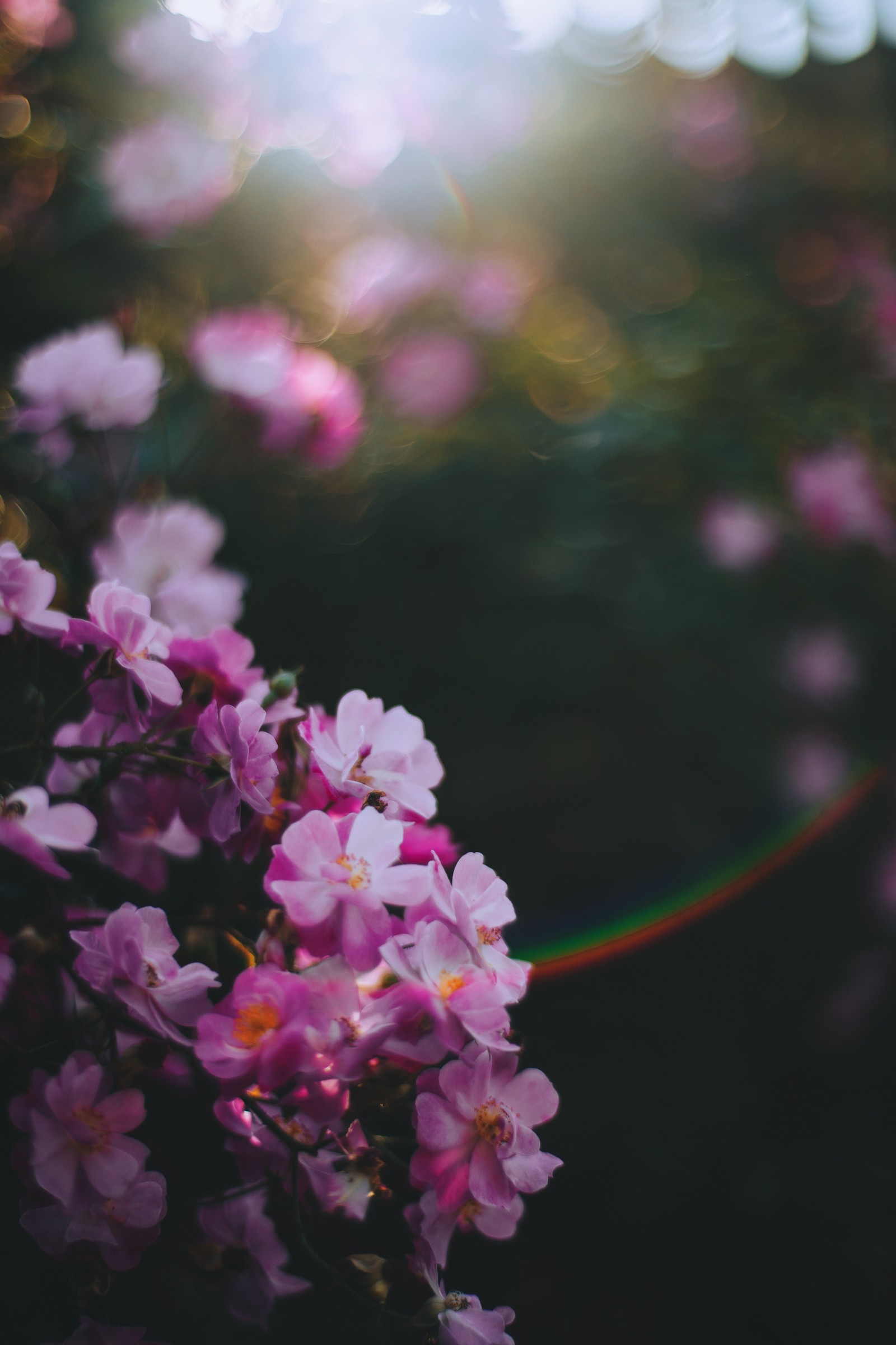 Flores moradas con el sol brillando a través de los árboles de fondo (flor, rosa, primavera, pétalo, planta)