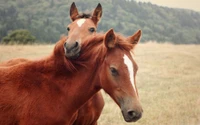 Un lien étroit entre une jument et son poulain dans un pâturage serein, mettant en valeur la beauté des chevaux sauvages dans leur écosystème naturel.