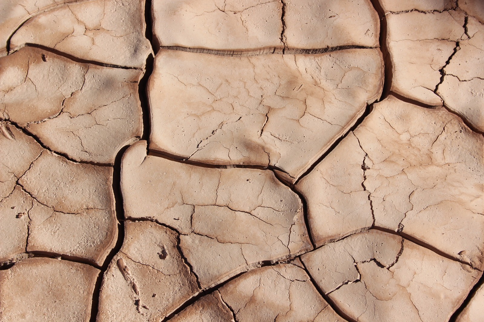 Acercamiento de una superficie agrietada del desierto con una pequeña planta (sequía, suelo, patrón, roca, calentamiento global)